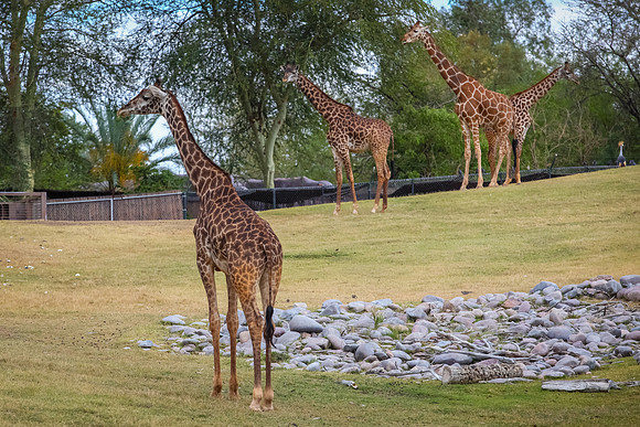 IMG_5906