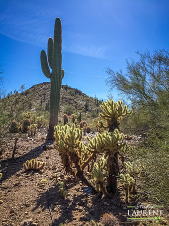 IMG_6736